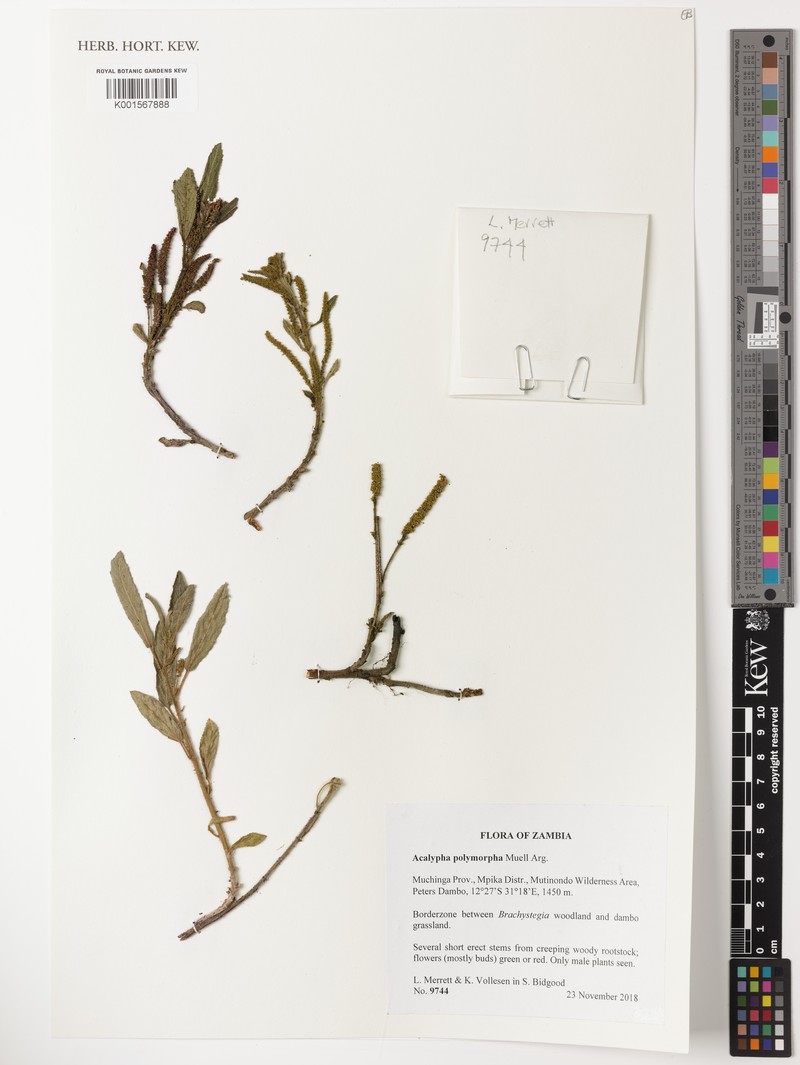 Acalypha polymorpha photo 6