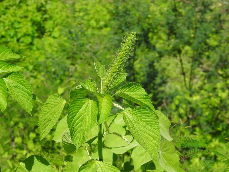 Acalypha polystachya