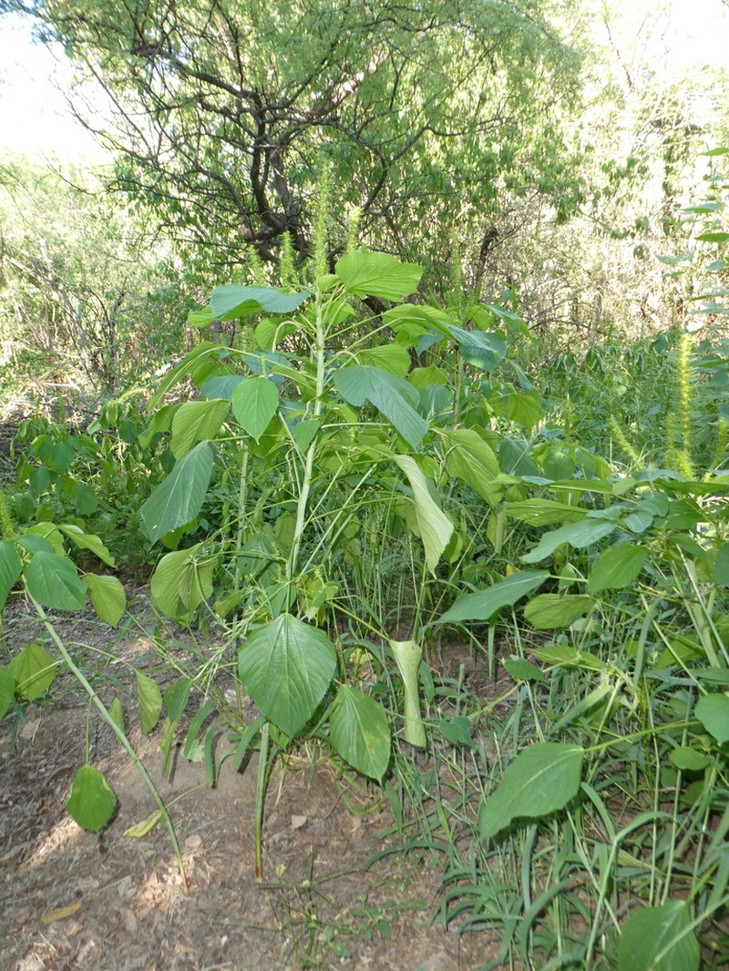 Acalypha polystachya photo 2
