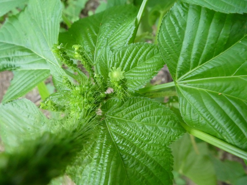 Acalypha polystachya photo 3