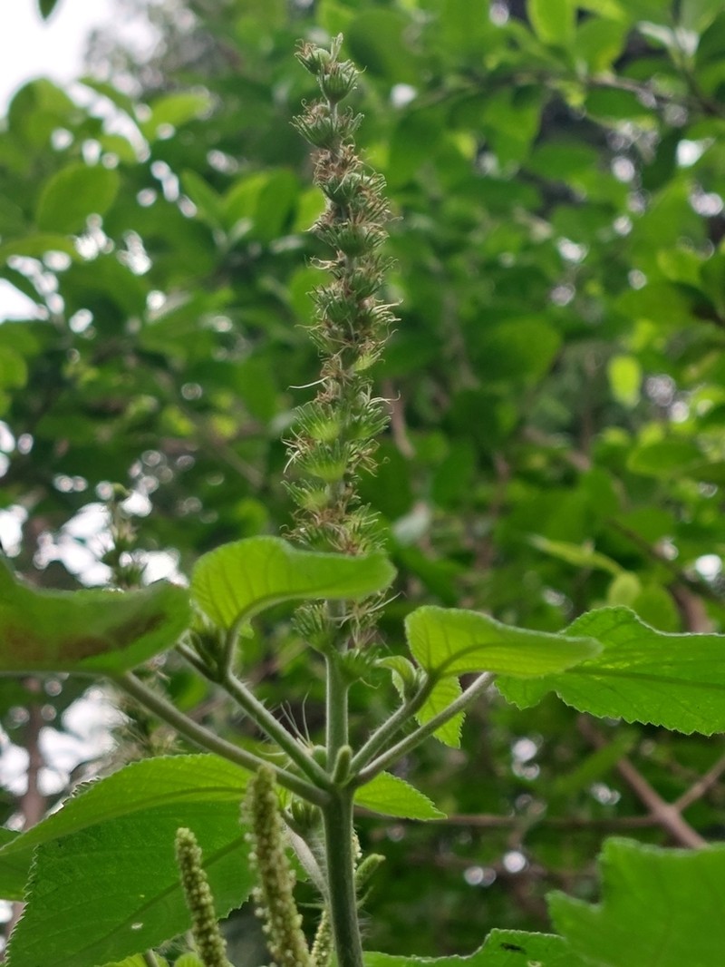 Acalypha polystachya photo 4