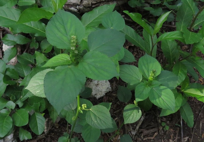 Acalypha polystachya photo 5