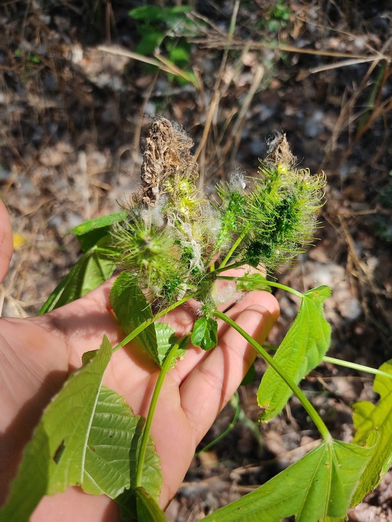 Acalypha polystachya photo 6