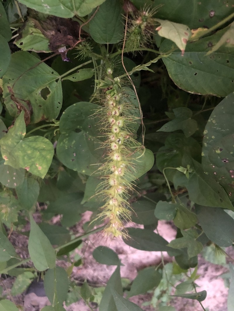 Acalypha polystachya photo 7