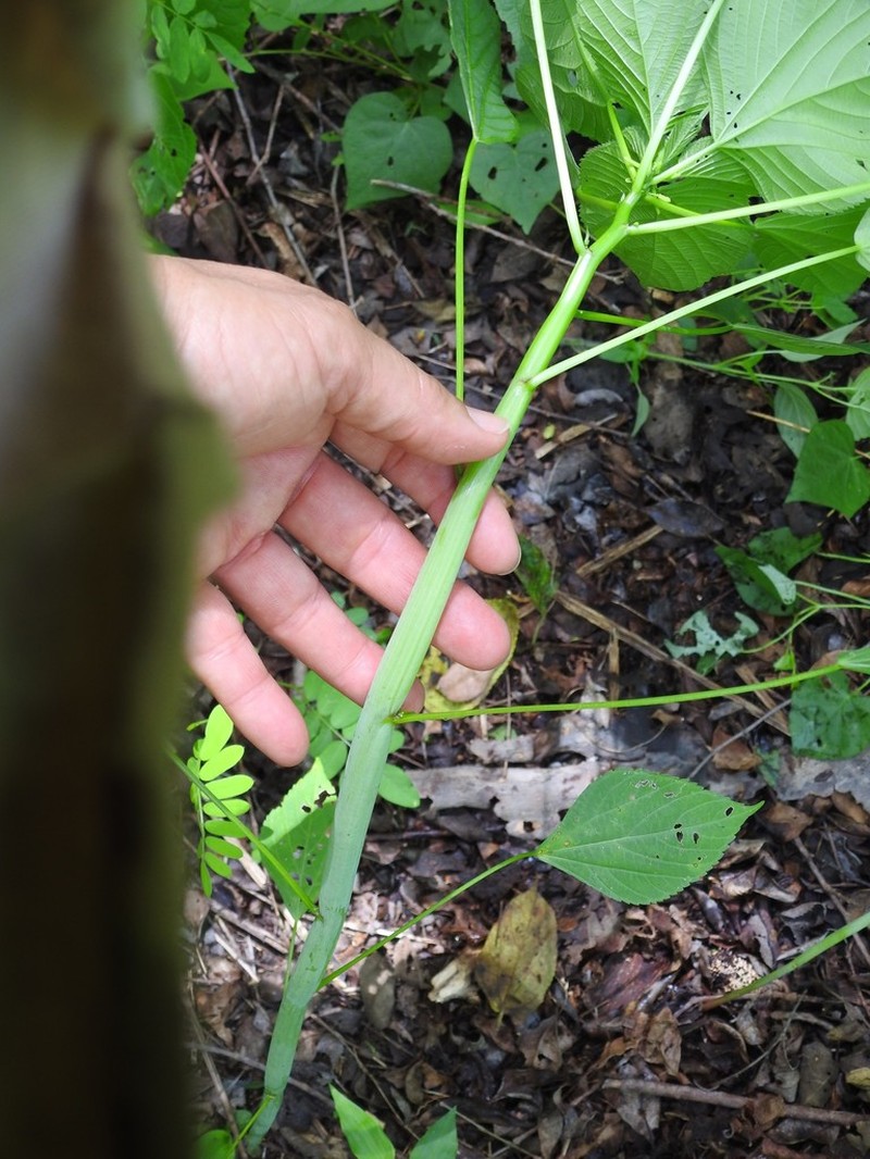Acalypha polystachya photo 8