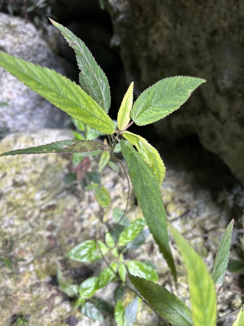 Puerto Rico Copperleaf