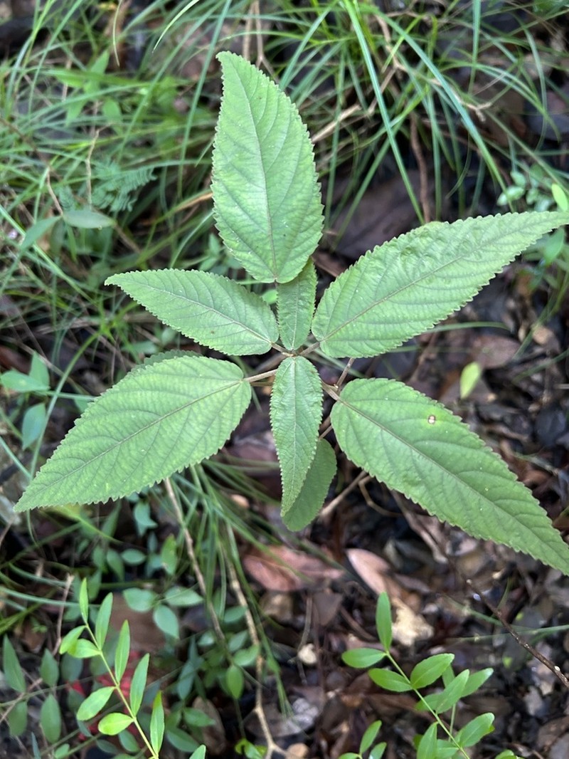 Puerto Rico Copperleaf photo 2