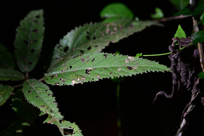 Puerto Rico Copperleaf photo 3