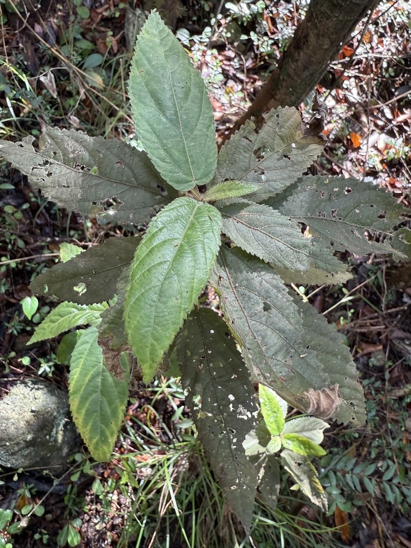 Puerto Rico Copperleaf photo 4