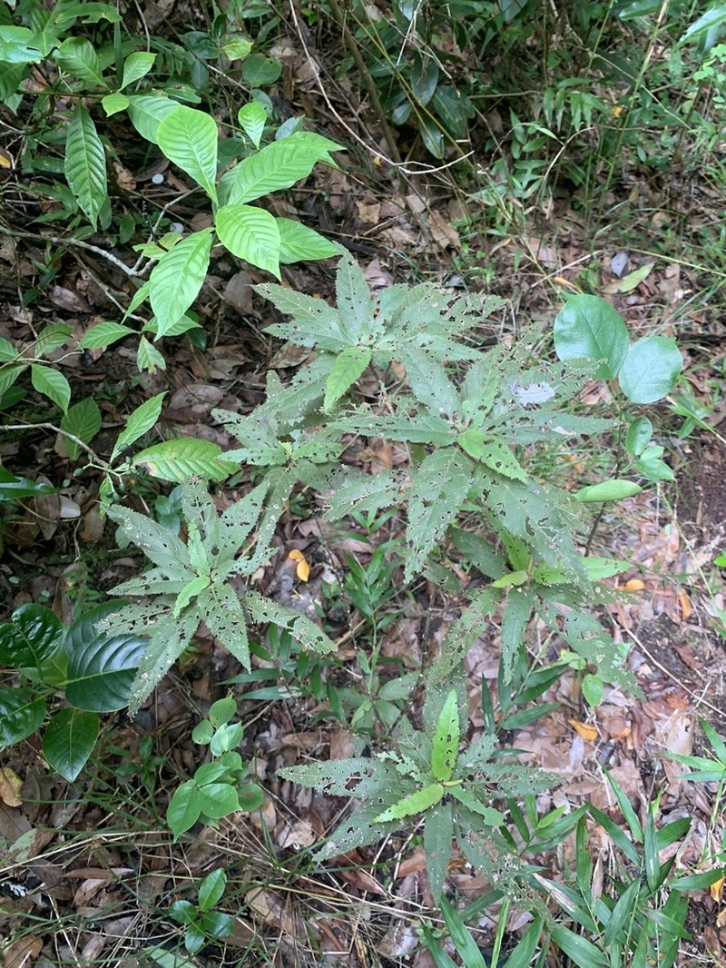 Puerto Rico Copperleaf photo 6