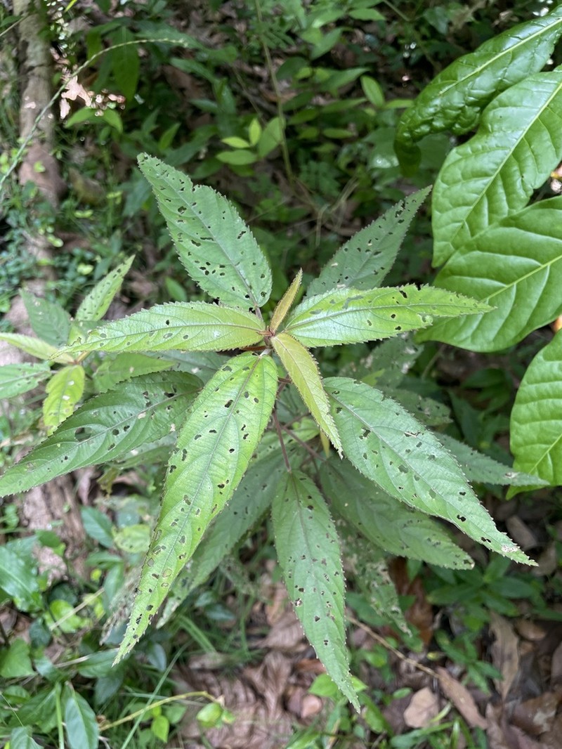 Puerto Rico Copperleaf photo 7