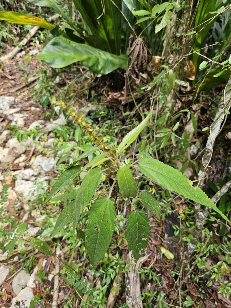 Puerto Rico Copperleaf photo 8