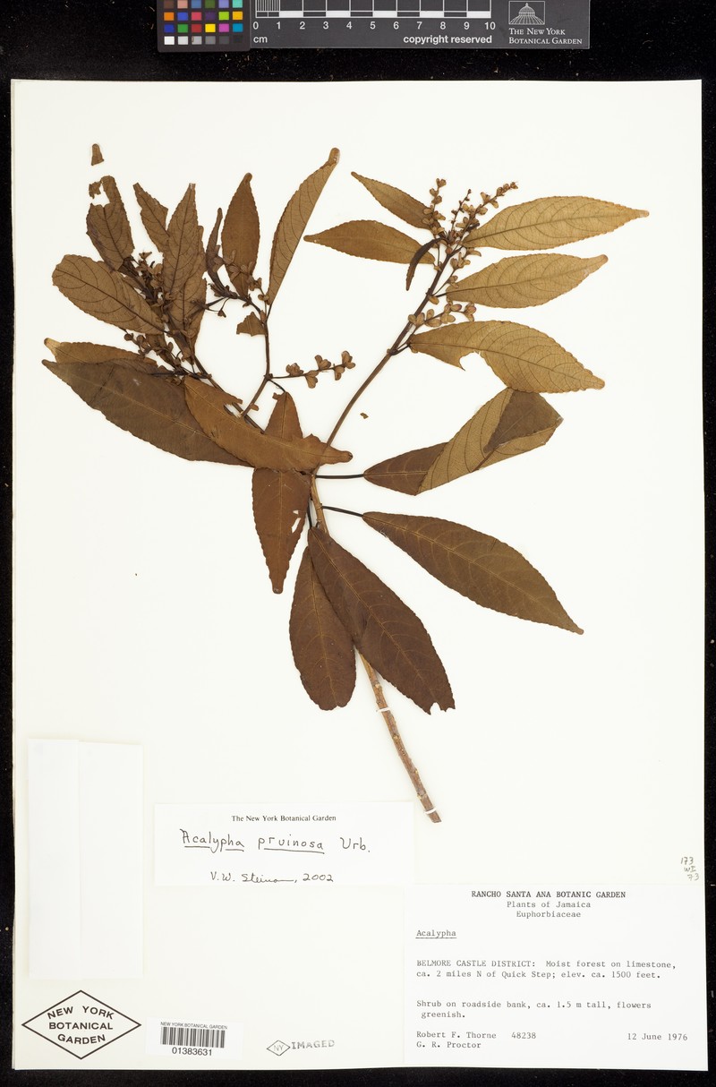 Acalypha pruinosa