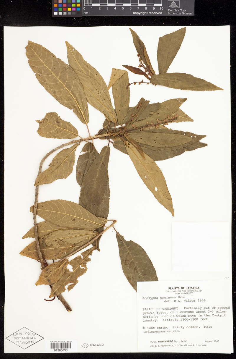 Acalypha pruinosa photo 2