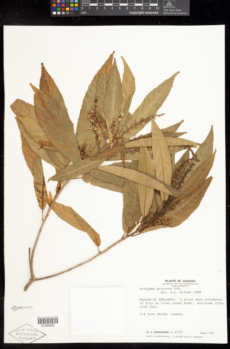 Acalypha pruinosa photo 3