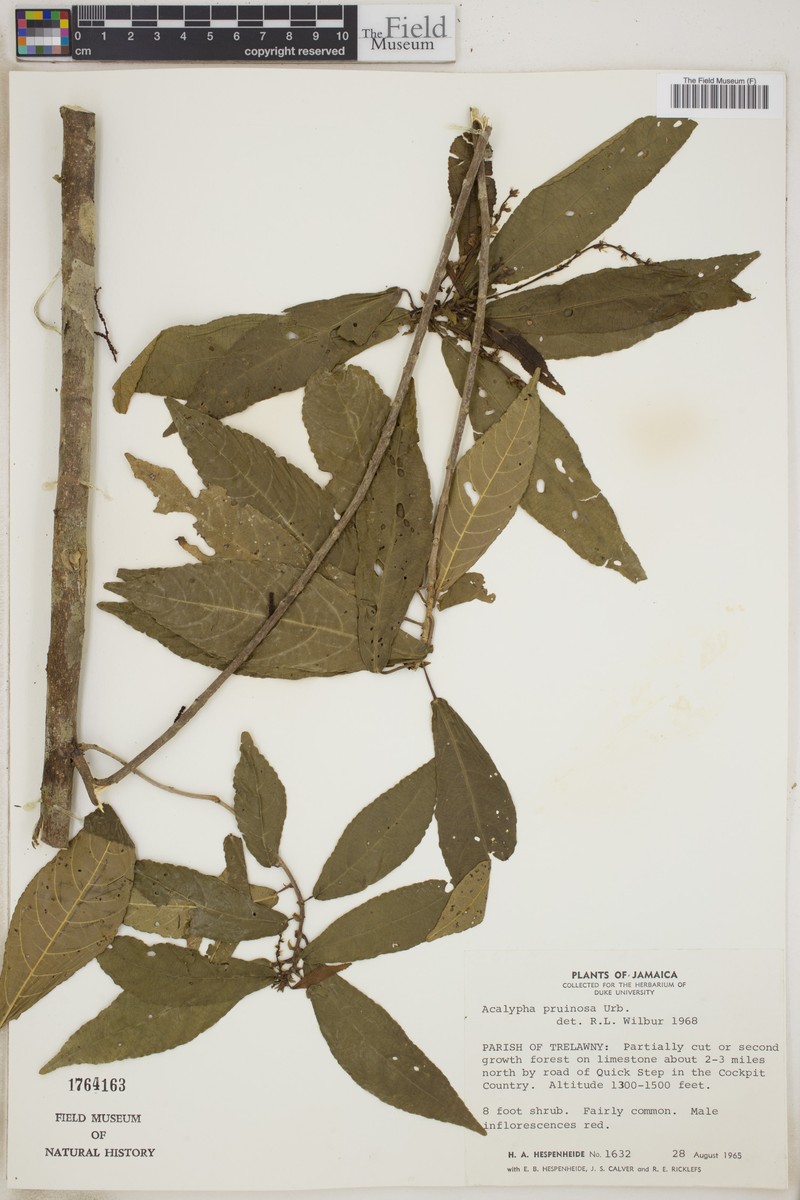 Acalypha pruinosa photo 4