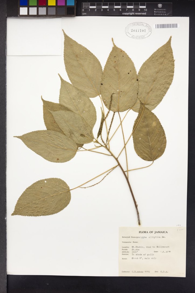 Acalypha pruinosa photo 5