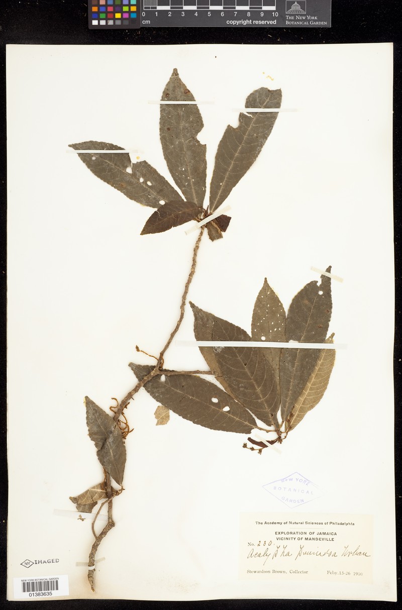 Acalypha pruinosa photo 6