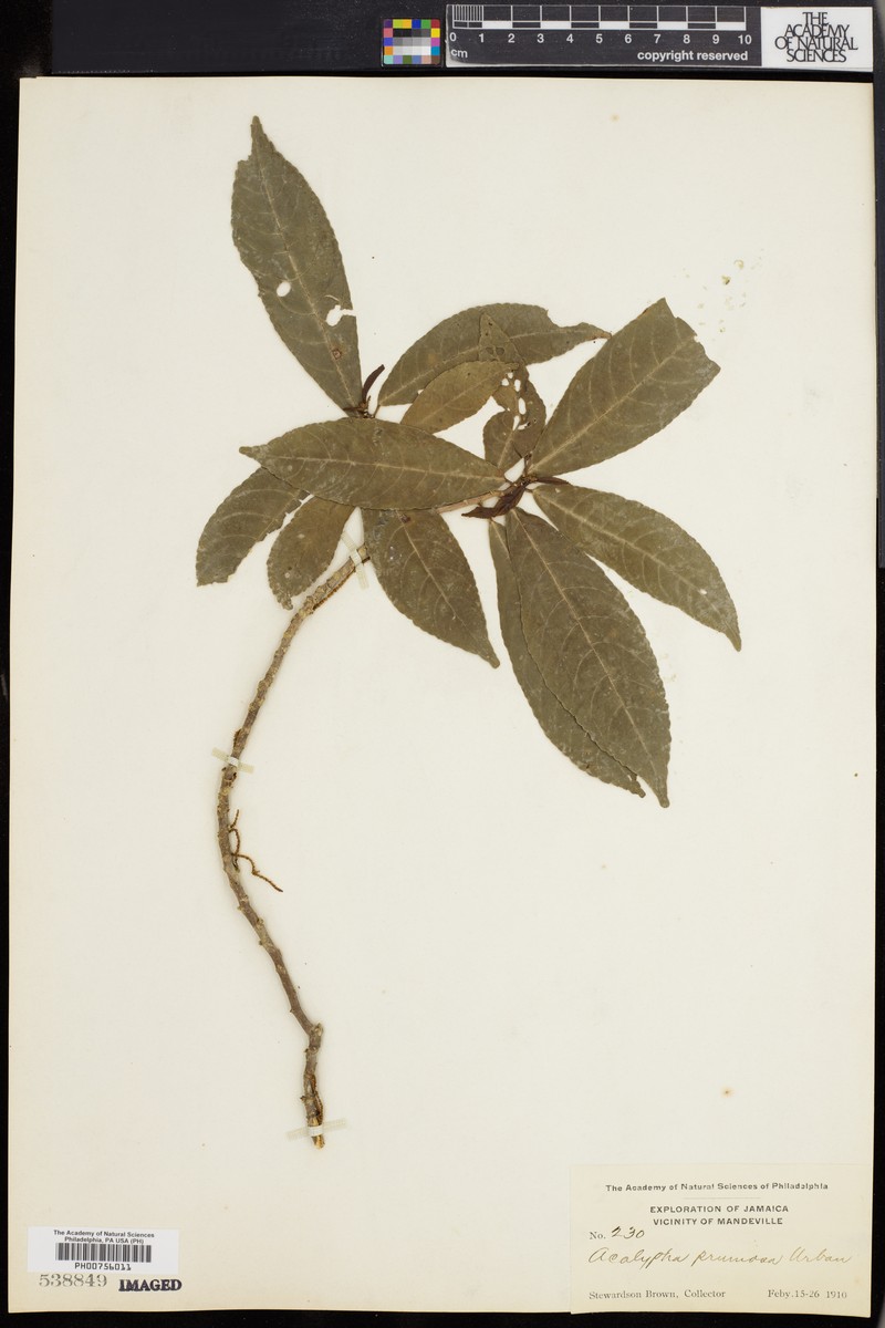 Acalypha pruinosa photo 7