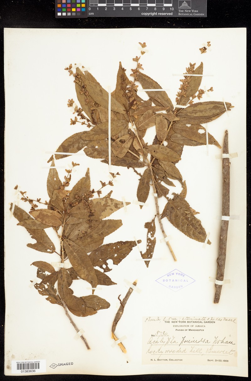 Acalypha pruinosa photo 8