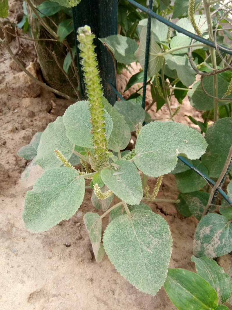 Acalypha psamofila photo 2