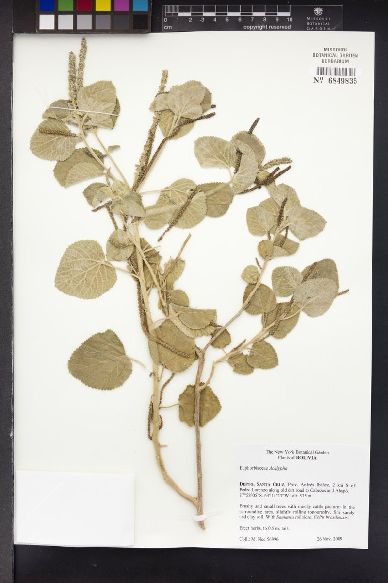 Acalypha psamofila photo 3