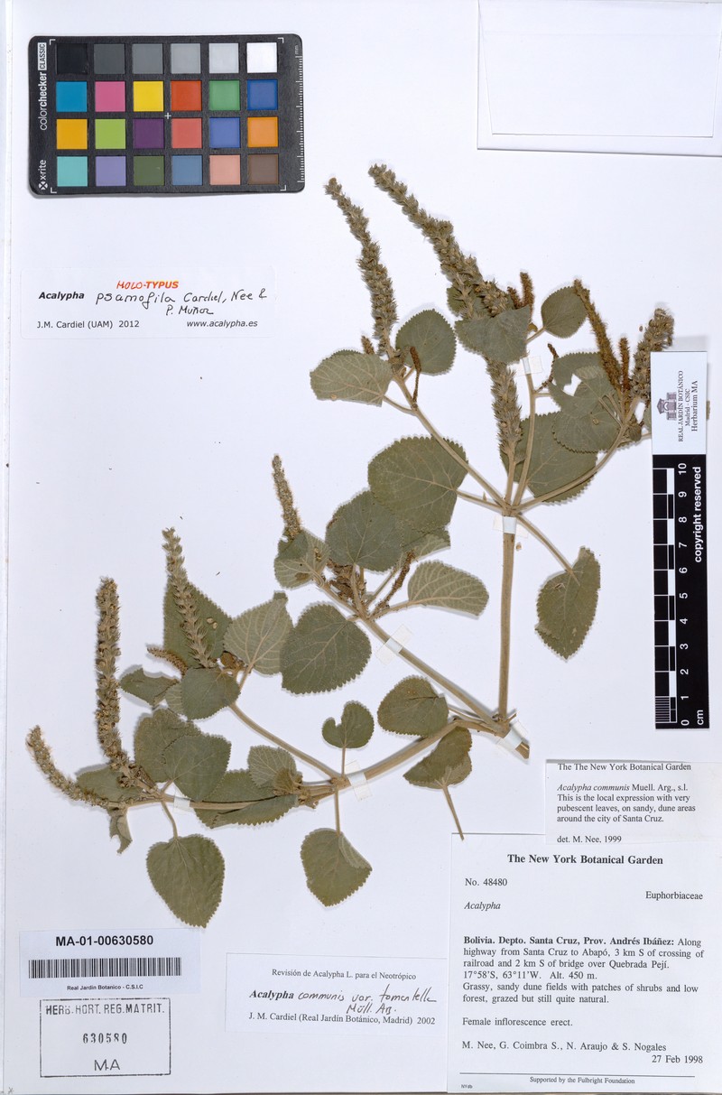 Acalypha psamofila photo 4