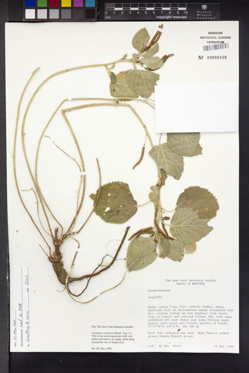 Acalypha psamofila photo 5