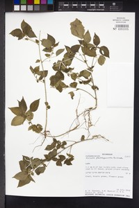 Acalypha pseudalopecuroides