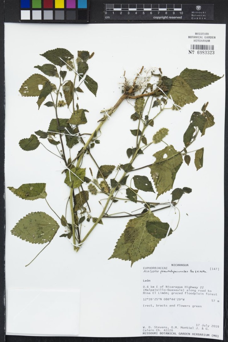 Acalypha pseudalopecuroides photo 2