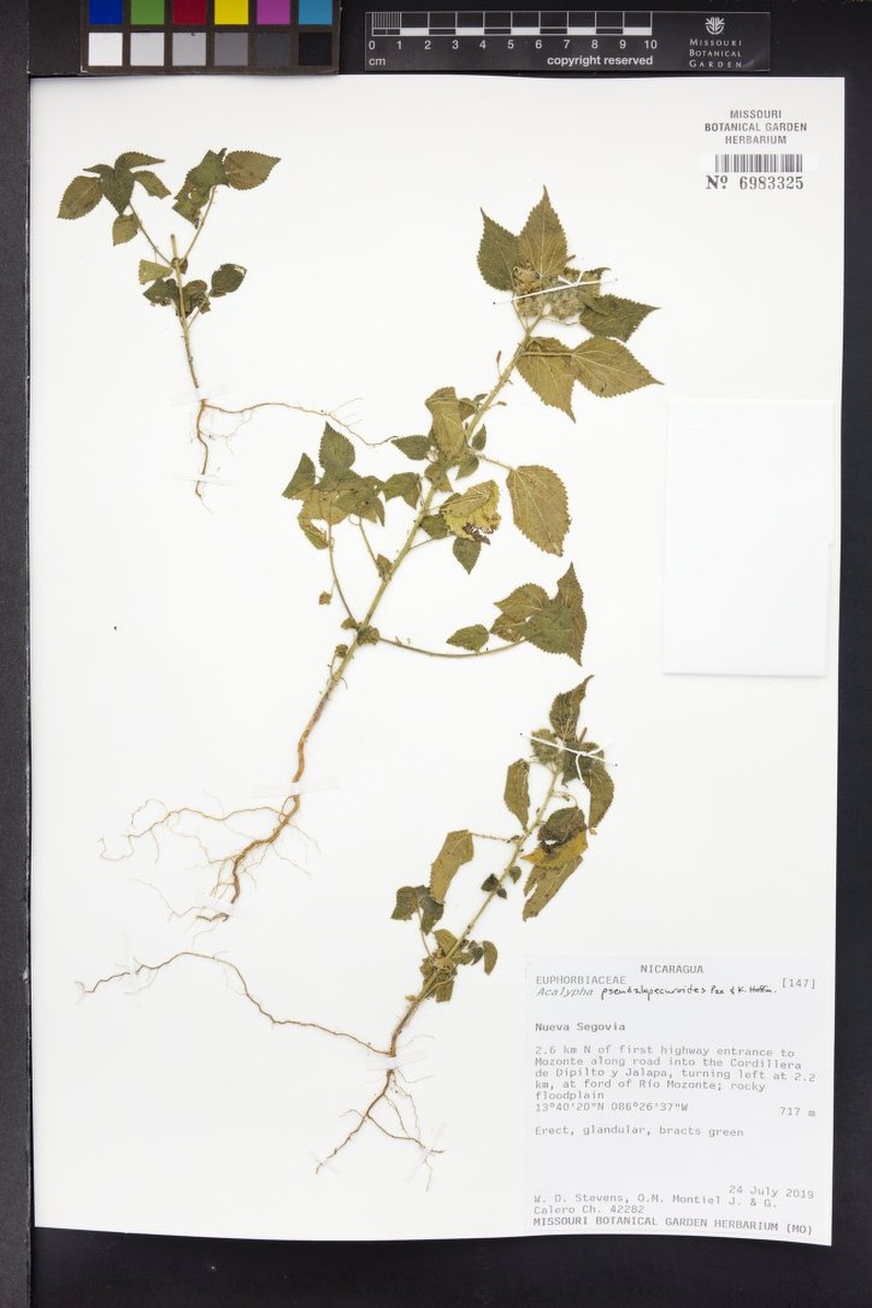 Acalypha pseudalopecuroides photo 3