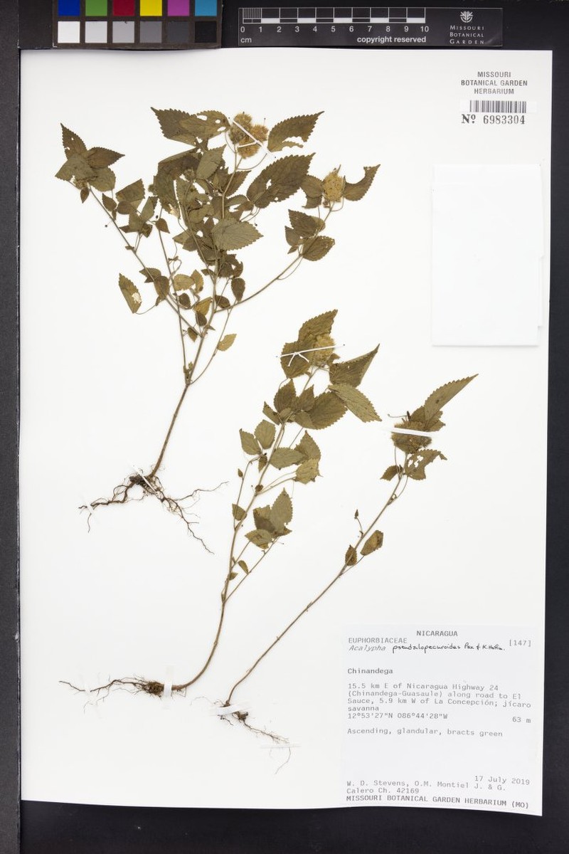 Acalypha pseudalopecuroides photo 4