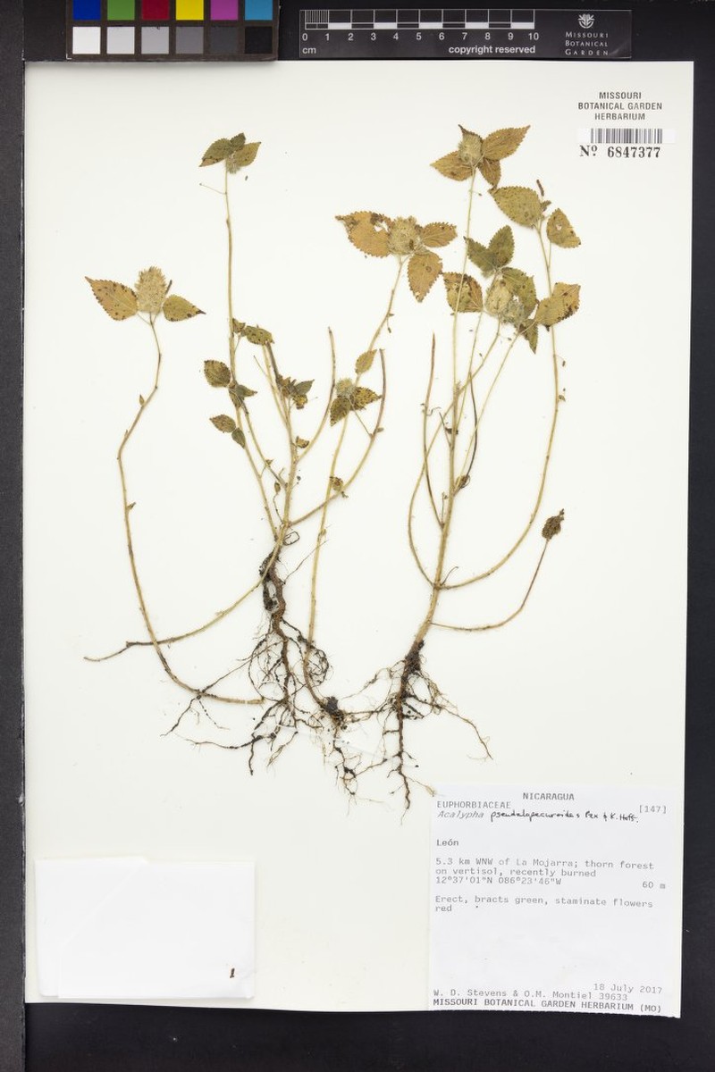 Acalypha pseudalopecuroides photo 5