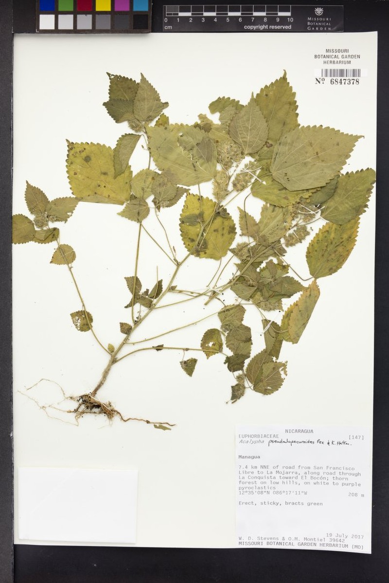 Acalypha pseudalopecuroides photo 6