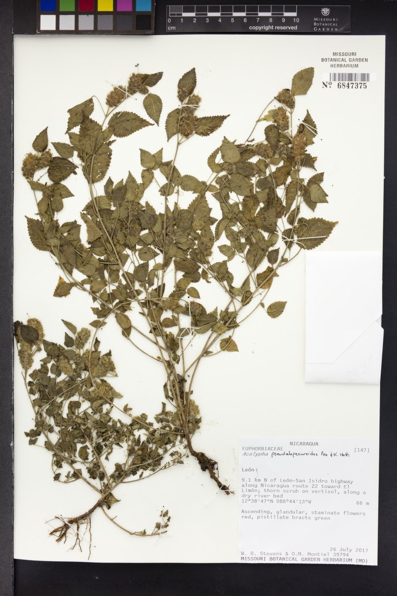 Acalypha pseudalopecuroides photo 7