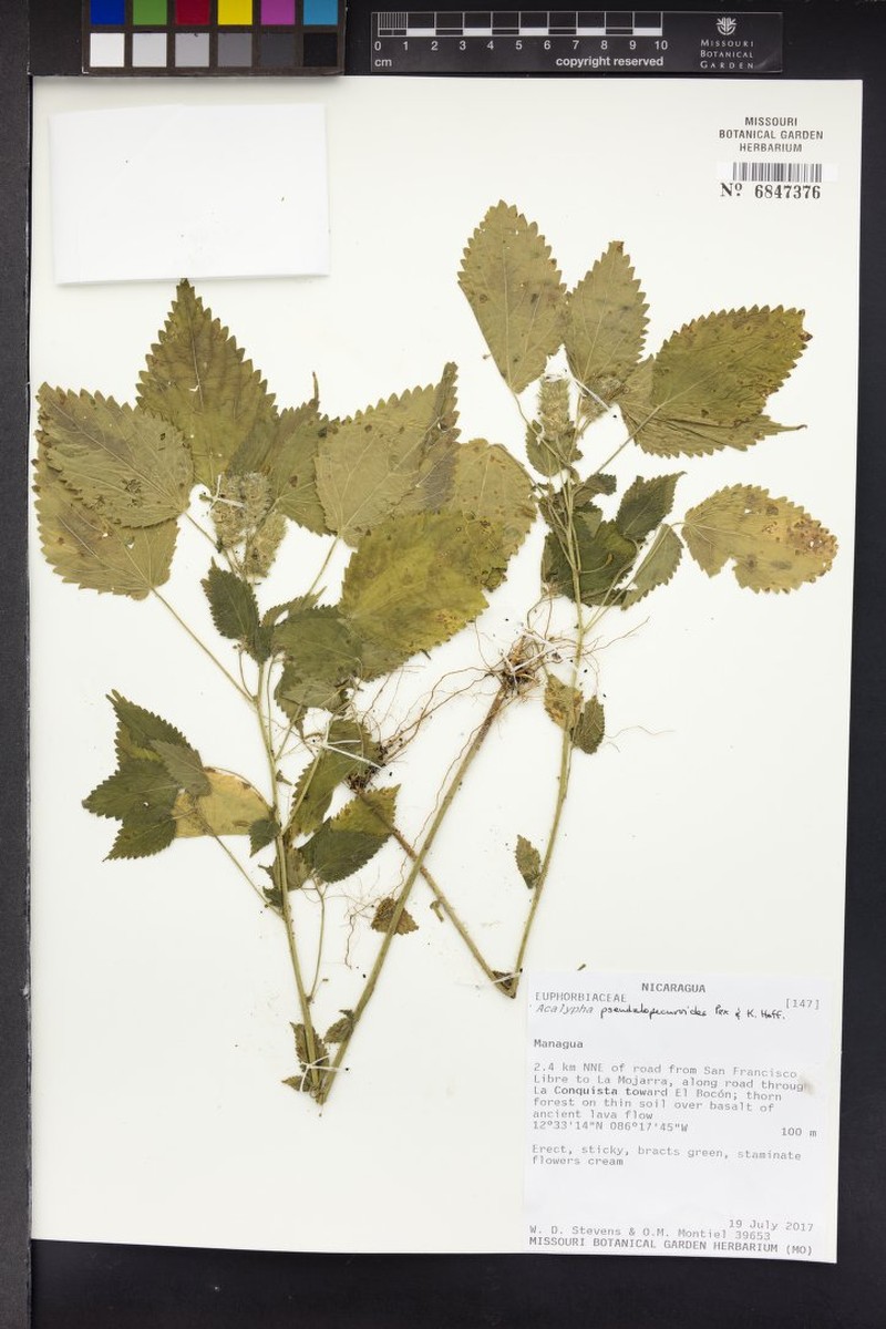 Acalypha pseudalopecuroides photo 8