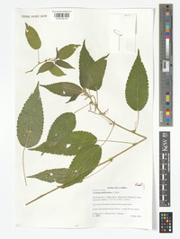 Acalypha psilostachya