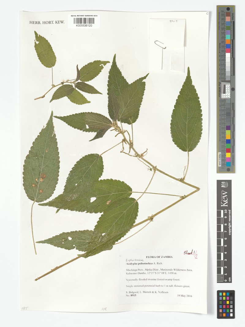 Acalypha psilostachya