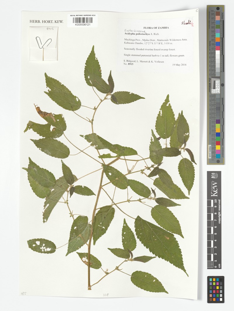Acalypha psilostachya photo 2