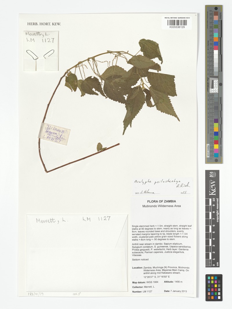 Acalypha psilostachya photo 3