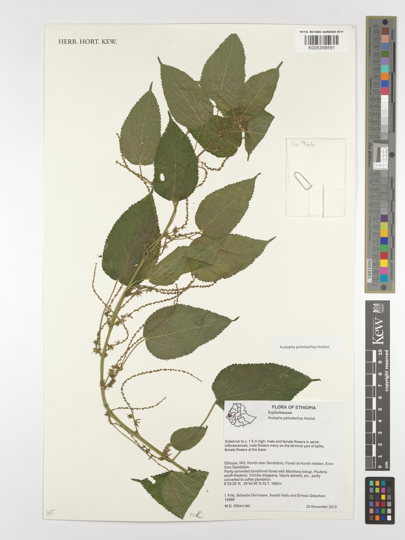 Acalypha psilostachya photo 4