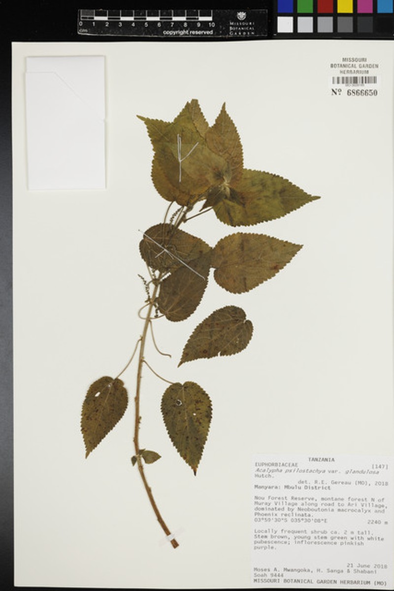 Acalypha psilostachya photo 5
