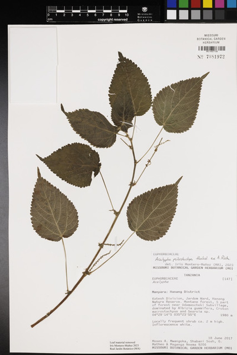 Acalypha psilostachya photo 6
