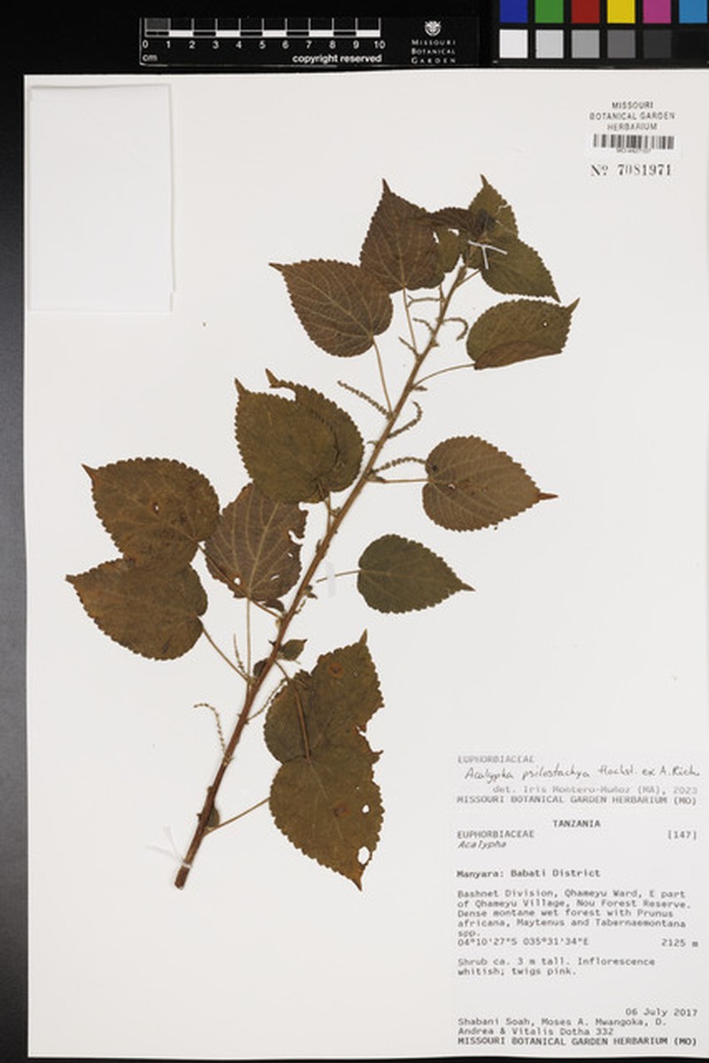 Acalypha psilostachya photo 7