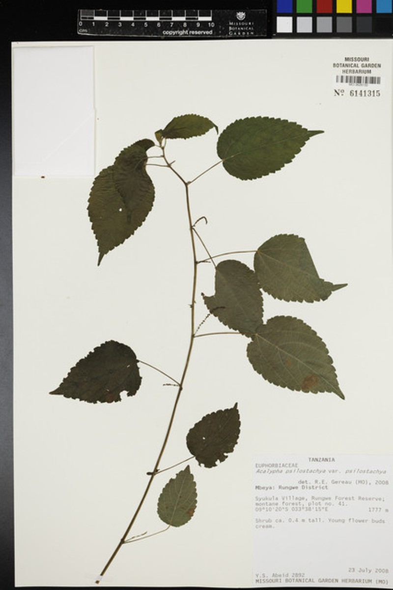 Acalypha psilostachya photo 8