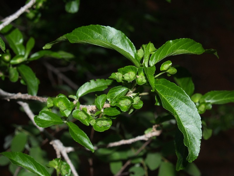 Acalypha pubiflora