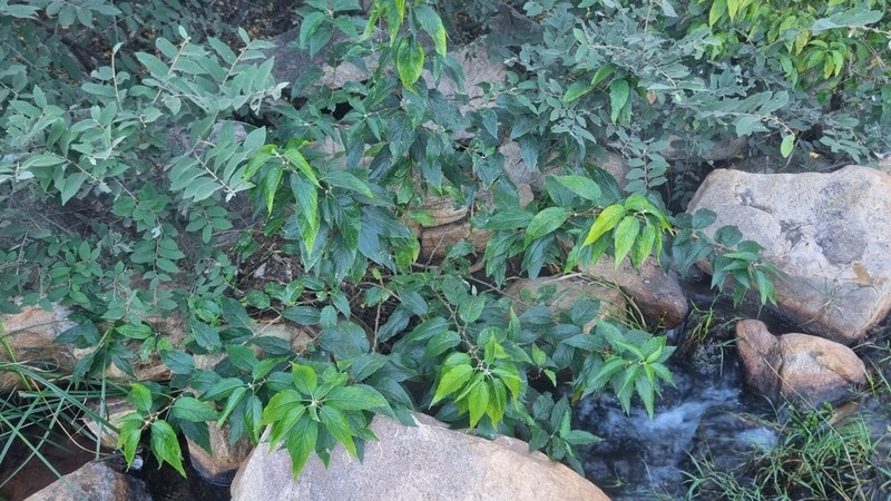 Acalypha pubiflora photo 2
