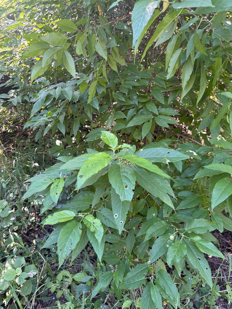 Acalypha pubiflora photo 3