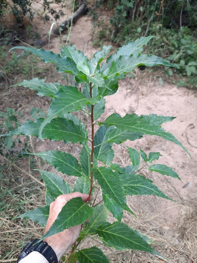 Acalypha pubiflora photo 4