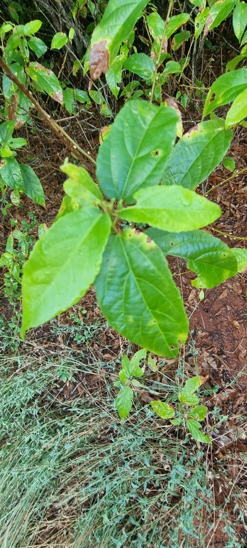 Acalypha pubiflora photo 5